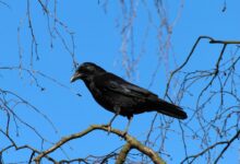 Black Crow Bird