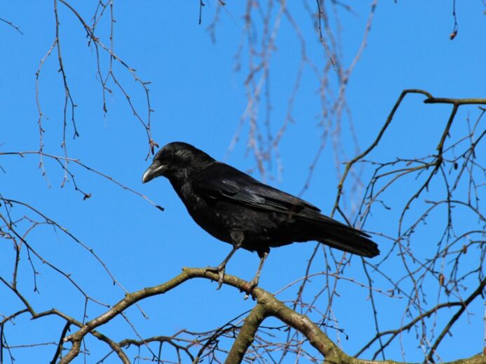 Black Crow Bird
