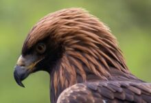 brown bald eagle