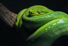 green snake on brown branch close-up photo