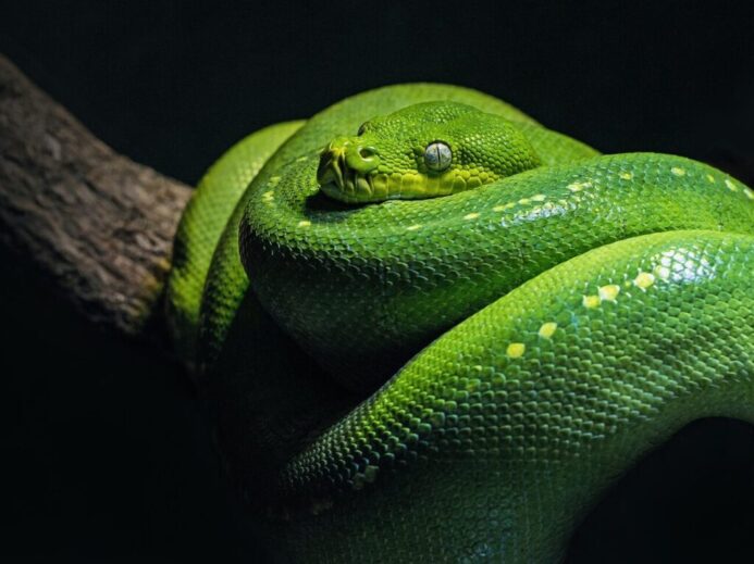 green snake on brown branch close-up photo