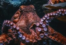 brown Octopus