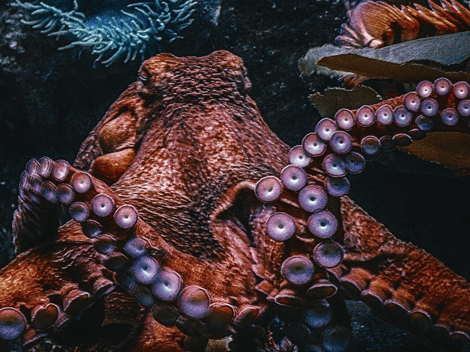 brown Octopus
