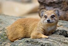 brown wild mammal lying on tree trunk