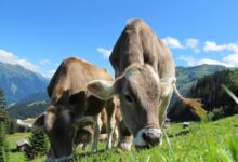 Two Cattle Eating Grass on Field
