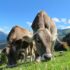 Two Cattle Eating Grass on Field