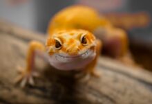 brown and white lizard on brown wooden surface