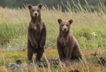 two gray bears in green lawn grasses