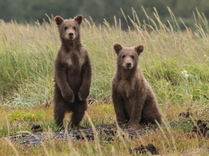 two gray bears in green lawn grasses