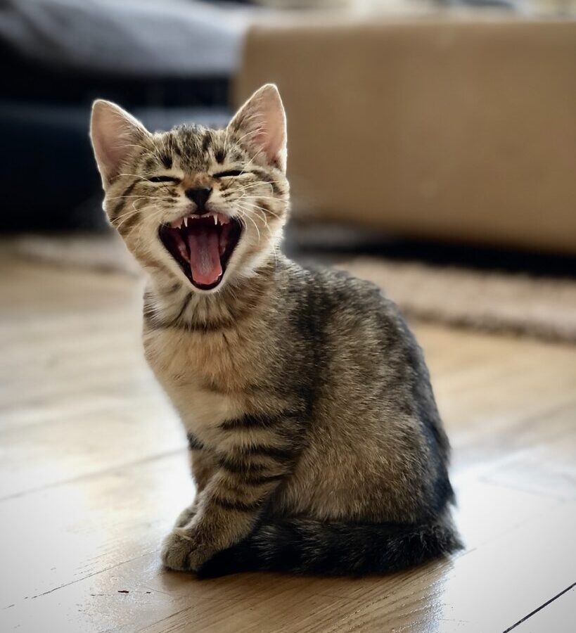 silver tabby kitten on floor