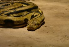 brown snake