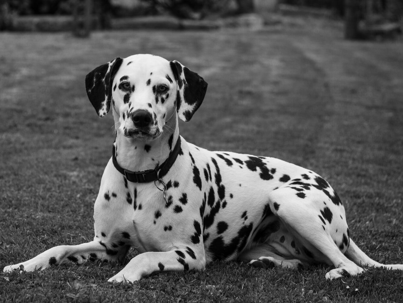- NeposlušnéTlapky grayscale photo of Dalmatian laying on grass field