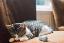 silver tabby cat lying on chair