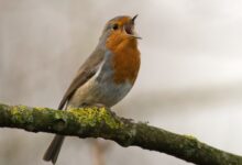 bird singing on tree