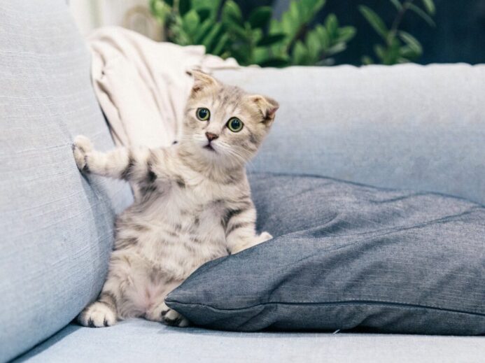 brown tabby kitten