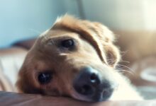golden retriever lying on floor
