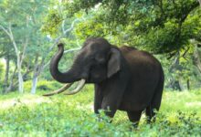 Black Elephant Near Trees
