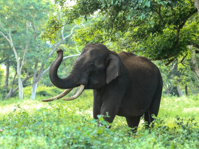 Black Elephant Near Trees