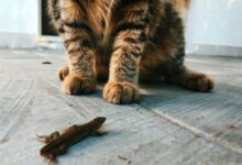 brown tabby cat lying on floor