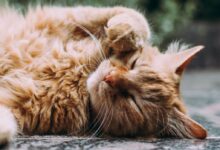 orange Persian cat sleeping