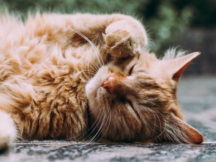 orange Persian cat sleeping