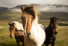 three assorted-color horses running away from a mountain