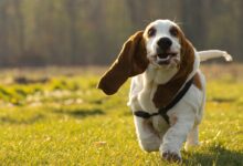brown and white short coated dog on green grass field during daytime
