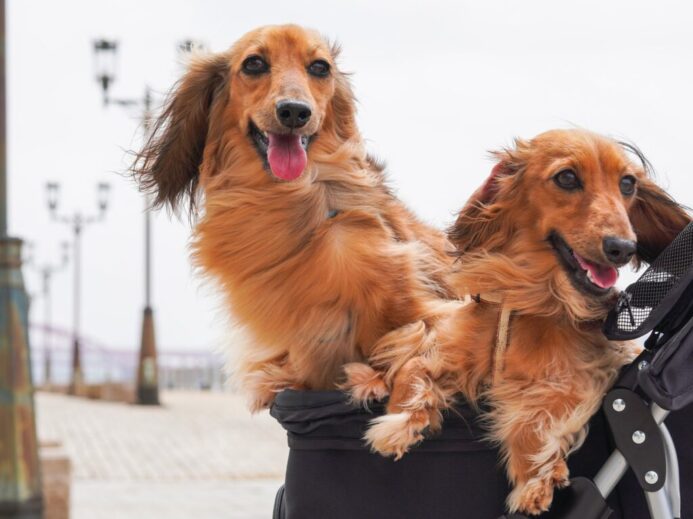 brown long coated dog wearing black and white dog shirt