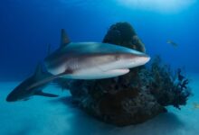 gray shark in body of water