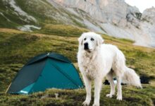 long-coated white dog near teal dome tent