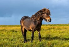 brown horse on green grass field during daytime
