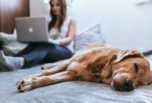 Golden Retriever lying on bed