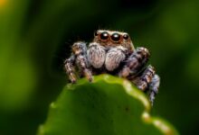 brown jumping spider on green leaf