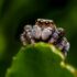 brown jumping spider on green leaf