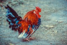red and black rooster on brown soil