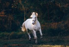 shallow focus photo of white horse running