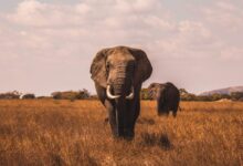 two elephants walking on grass covered ground