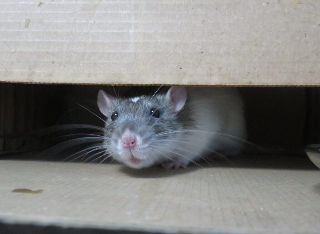 white mouse on brown cardboard box