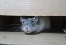 white mouse on brown cardboard box