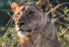 lioness hiding under green grasses