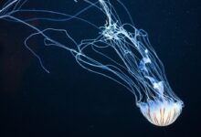 underwater photography of jellyfish