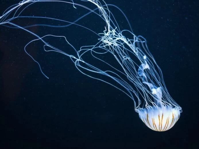 underwater photography of jellyfish