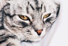 tabby cat laying on white textile