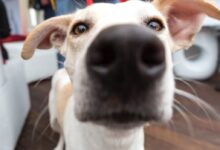 short-coated white and brown dog