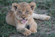 short-fur brown lion cub lying on green grass plant