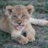 short-fur brown lion cub lying on green grass plant