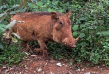 person taking photo of brown boar