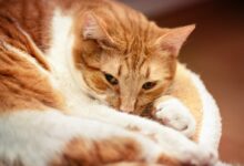 orange tabby cat lying on white textile