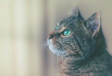 shallow focus photography of brown cat