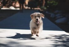 short-coated beige puppy